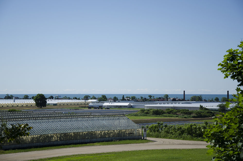 Leamington greenhouses_2 Business Elite Canada Magazine