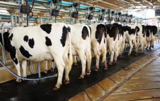 COVID-19 B.C. dairy farms dumping milk due to lack of transportation to the stores